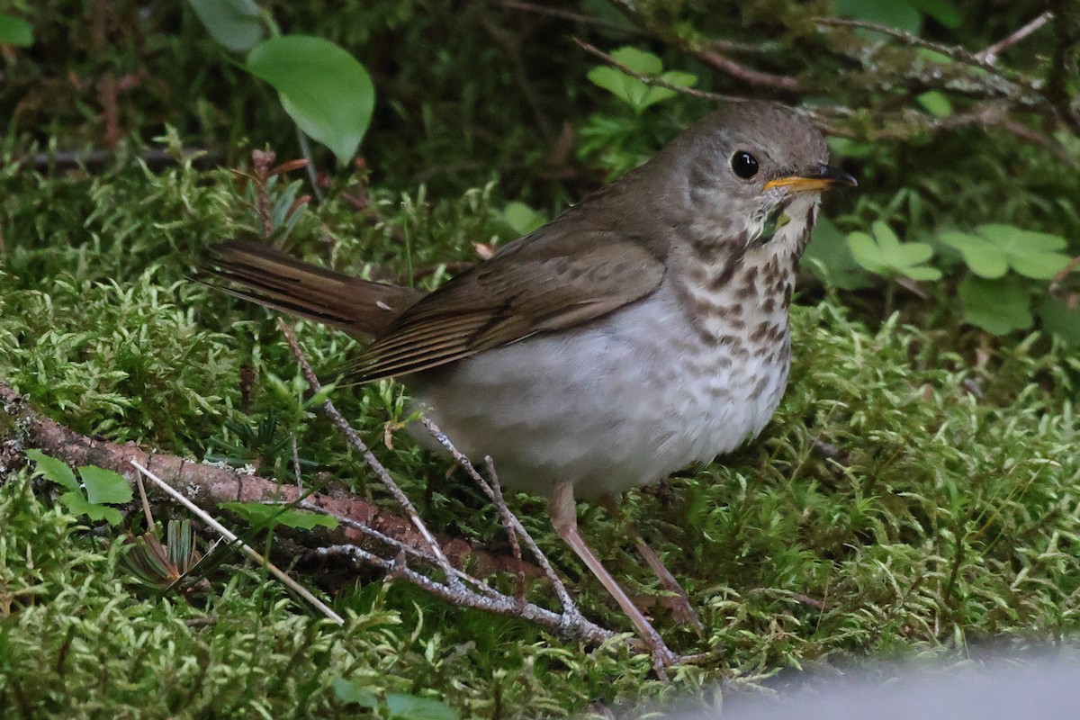 Bicknell's Thrush - ML638174672