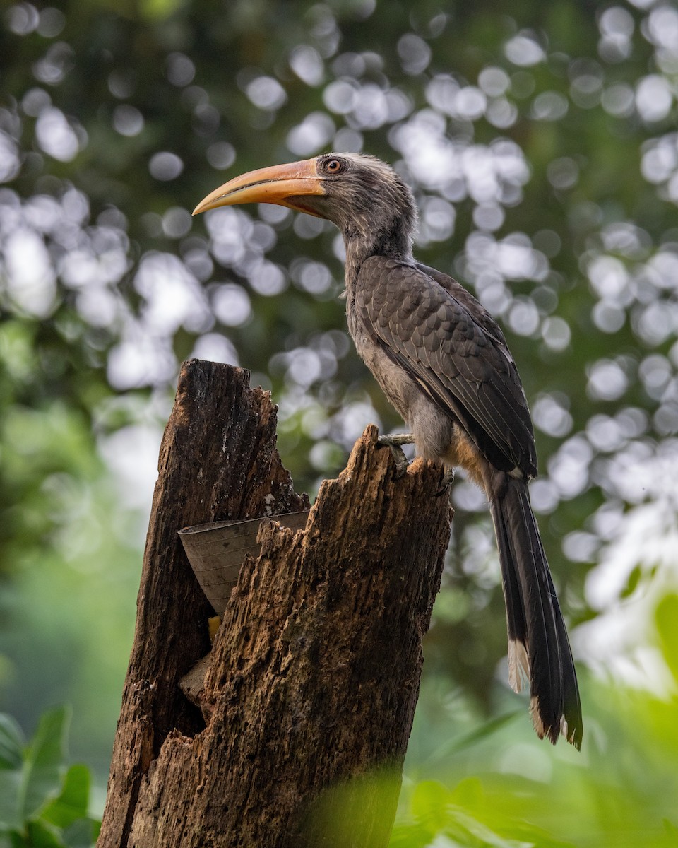Malabar Gray Hornbill - ML638174697