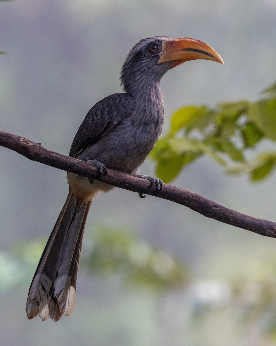 Malabar Gray Hornbill - ML638174698
