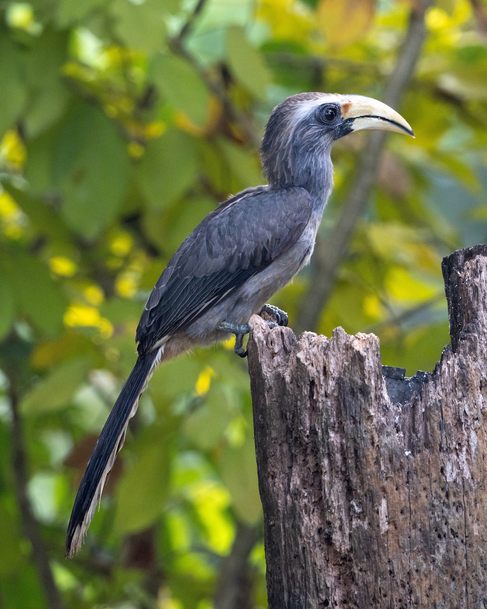 Malabar Gray Hornbill - ML638174699