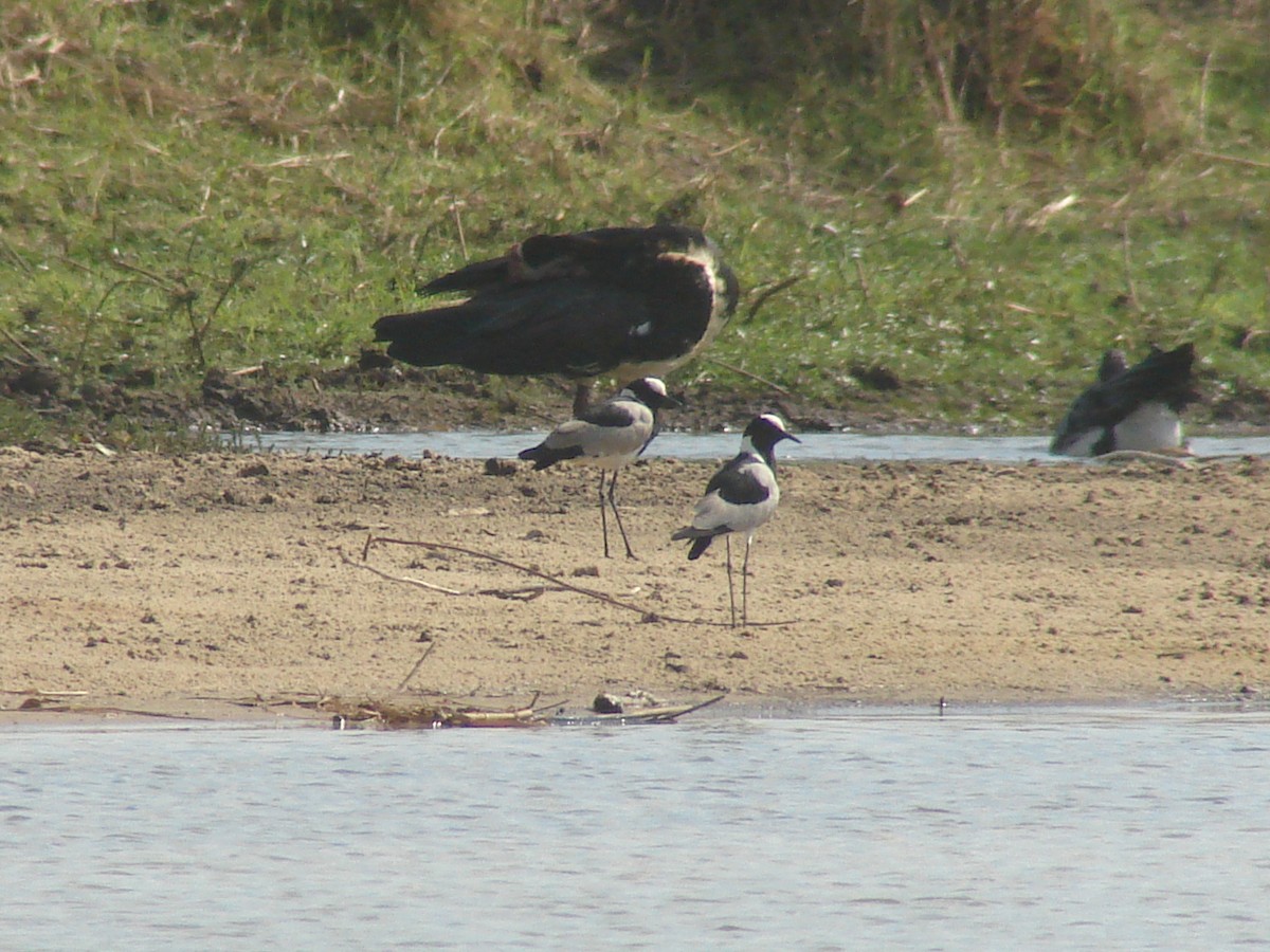 Blacksmith Lapwing - ML638174701