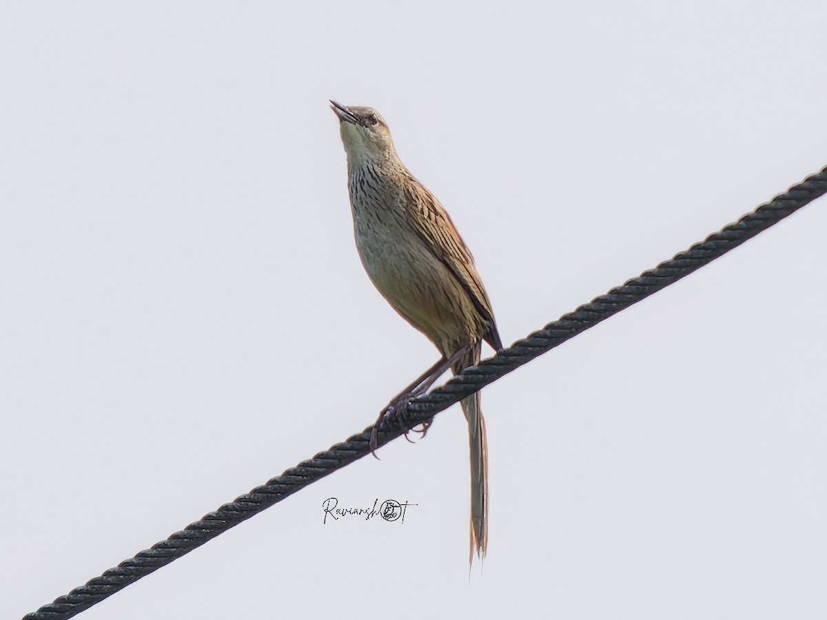 Striated Grassbird - ML638174724