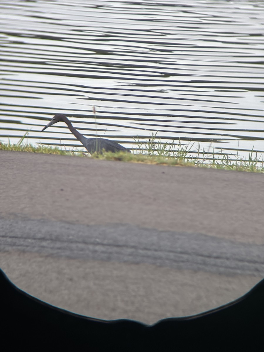 Little Blue Heron - ML638174733