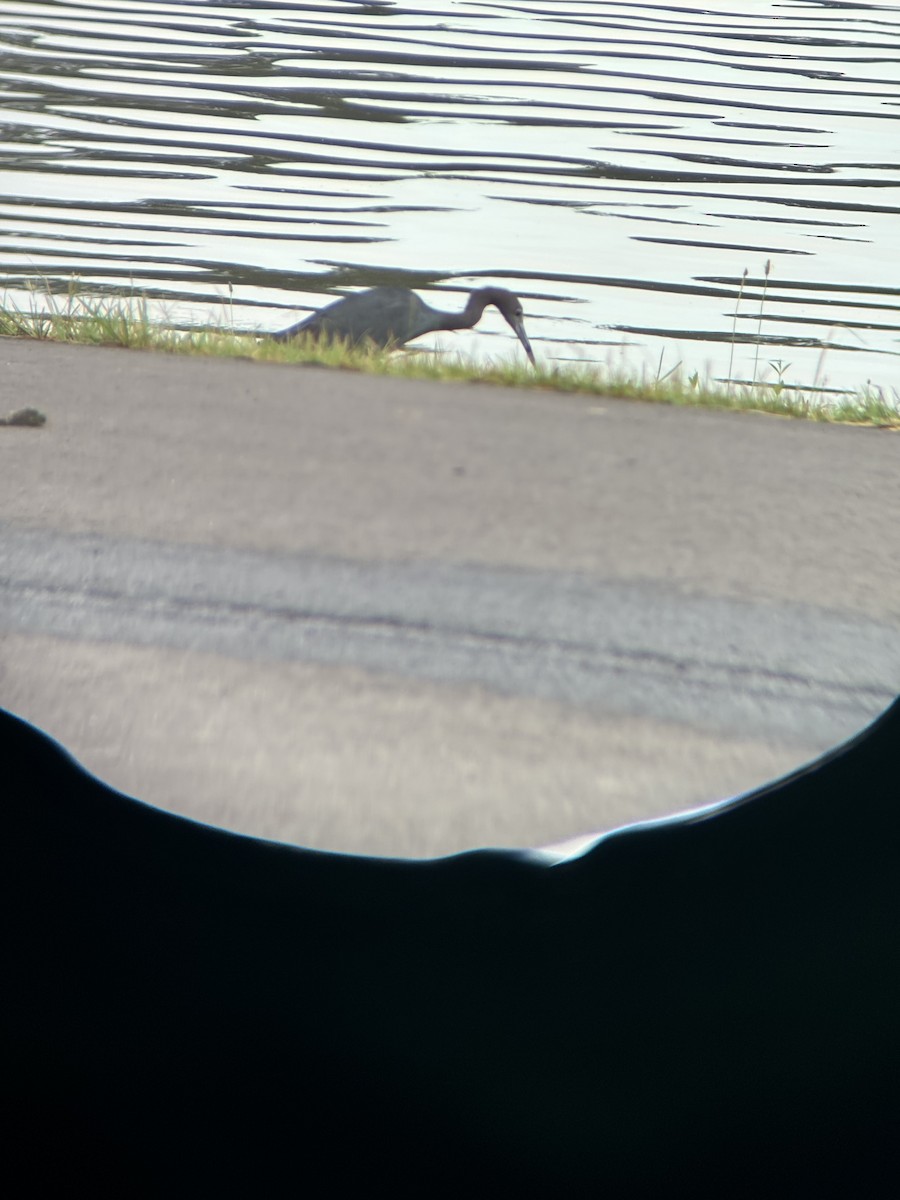 Little Blue Heron - ML638174734