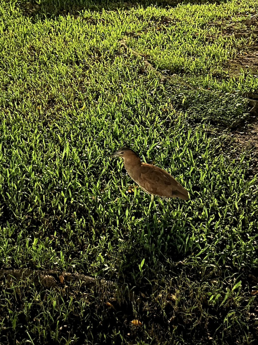Malayan Night Heron - ML638174743