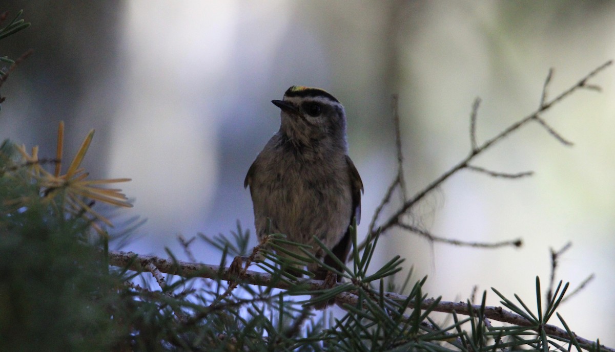 Golden-crowned Kinglet - ML638174756