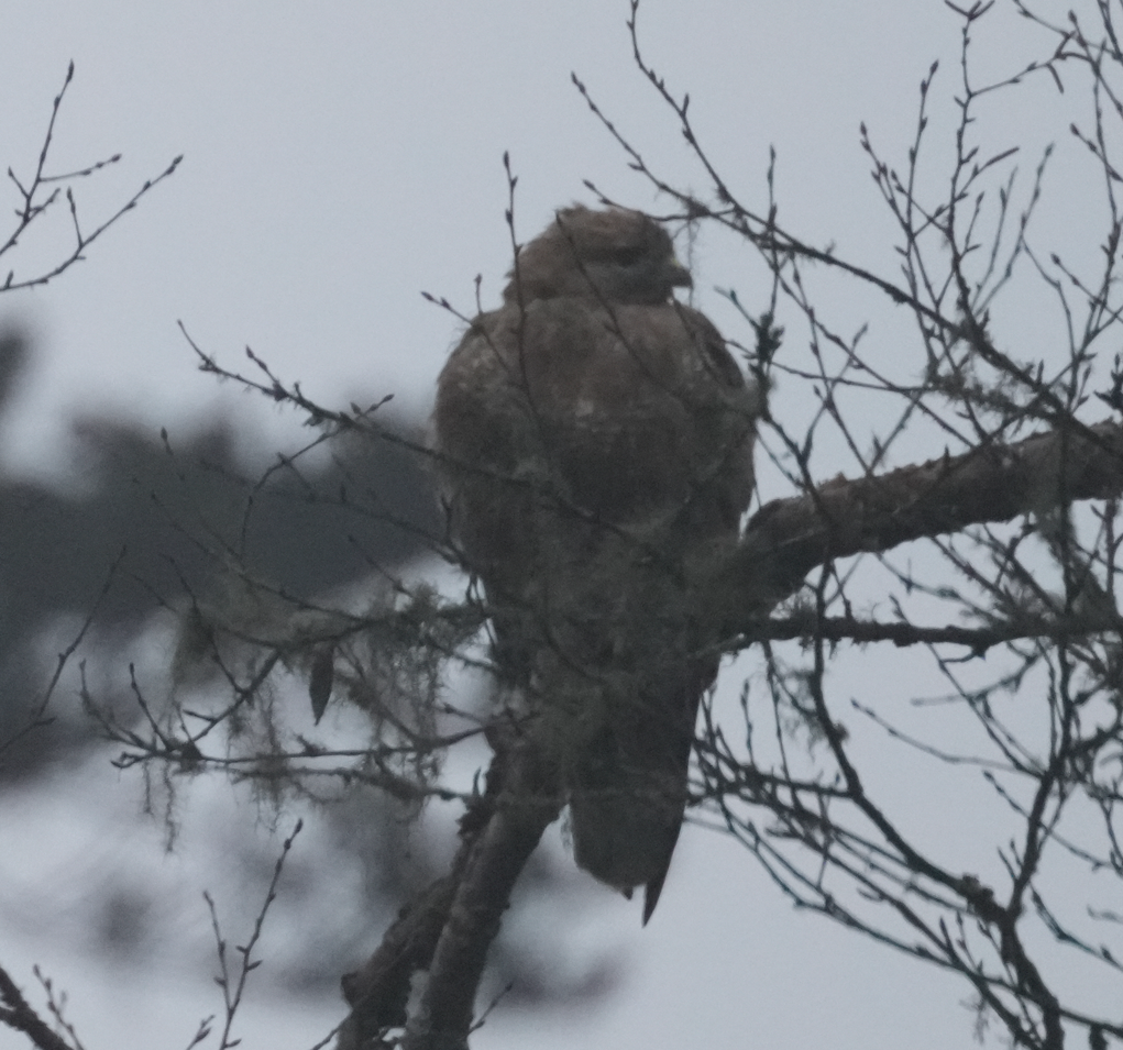 Himalayan Buzzard - ML638174761