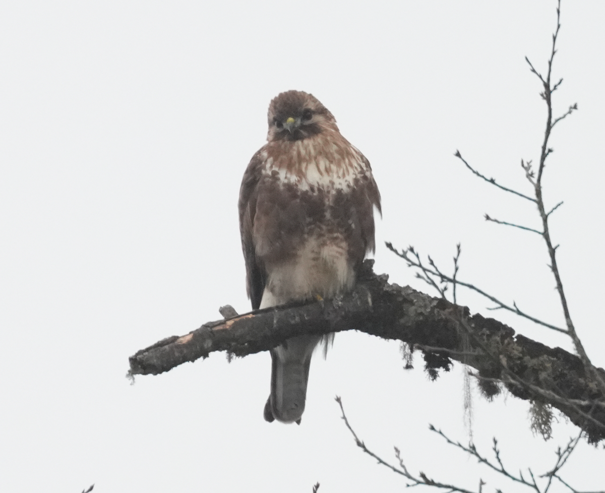 Himalayan Buzzard - ML638174767