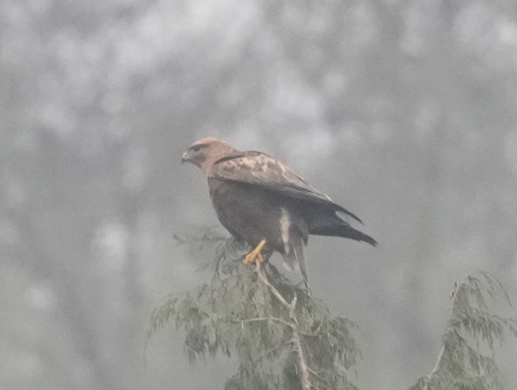 Himalayan Buzzard - ML638174773