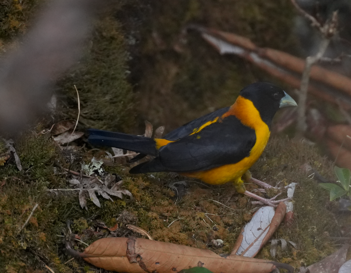 Collared Grosbeak - ML638174777