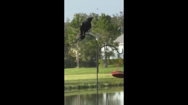 Fish Crow - ML638174779
