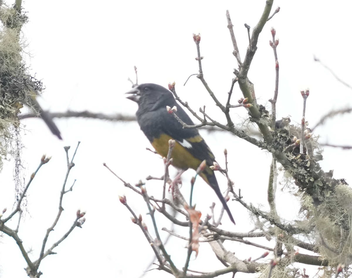 White-winged Grosbeak - ML638174782
