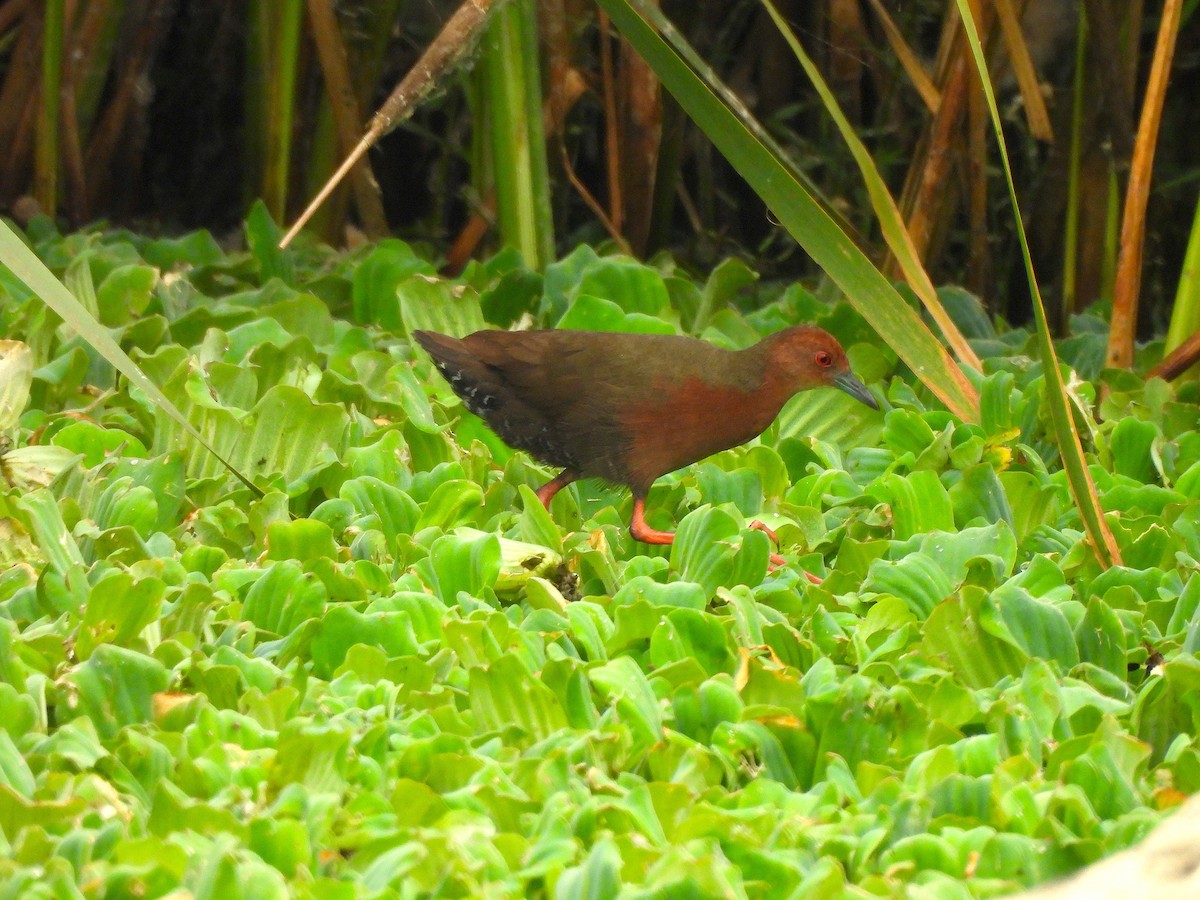 Zimtsumpfhuhn - ML638174804