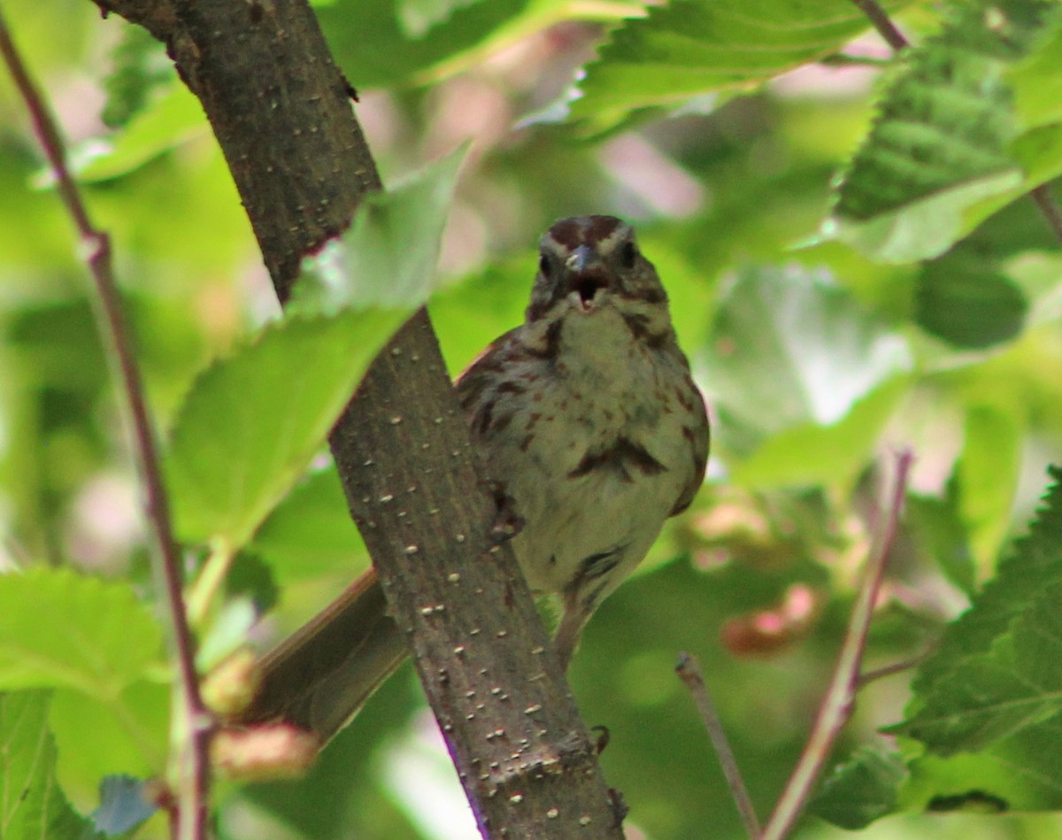 Song Sparrow (fallax Group) - ML638174810