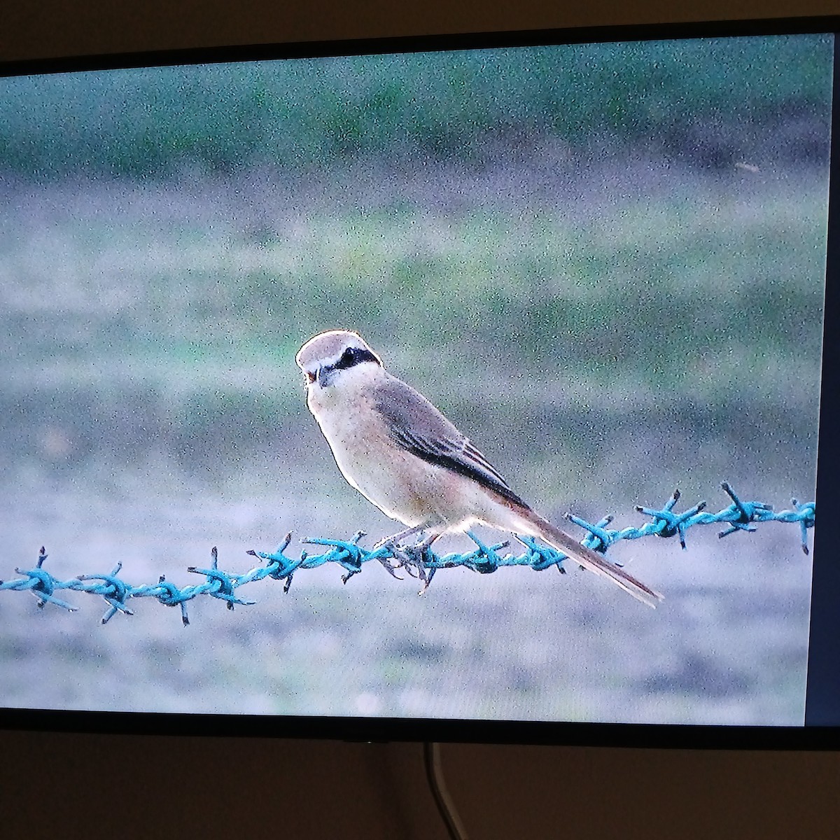 Brown Shrike - ML638174831