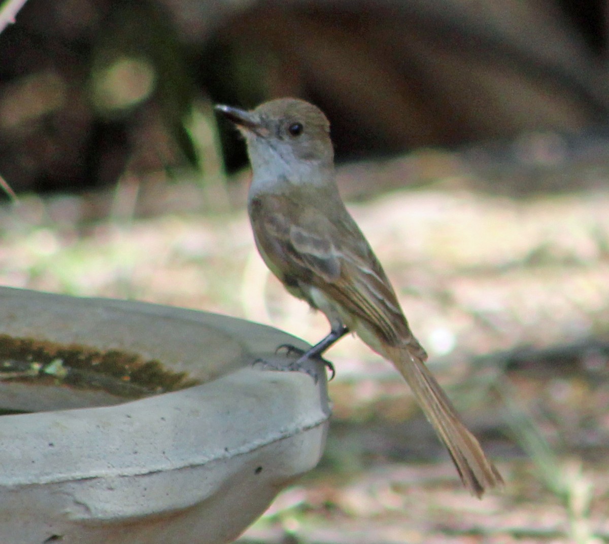 Dusky-capped Flycatcher (olivascens) - ML638174832
