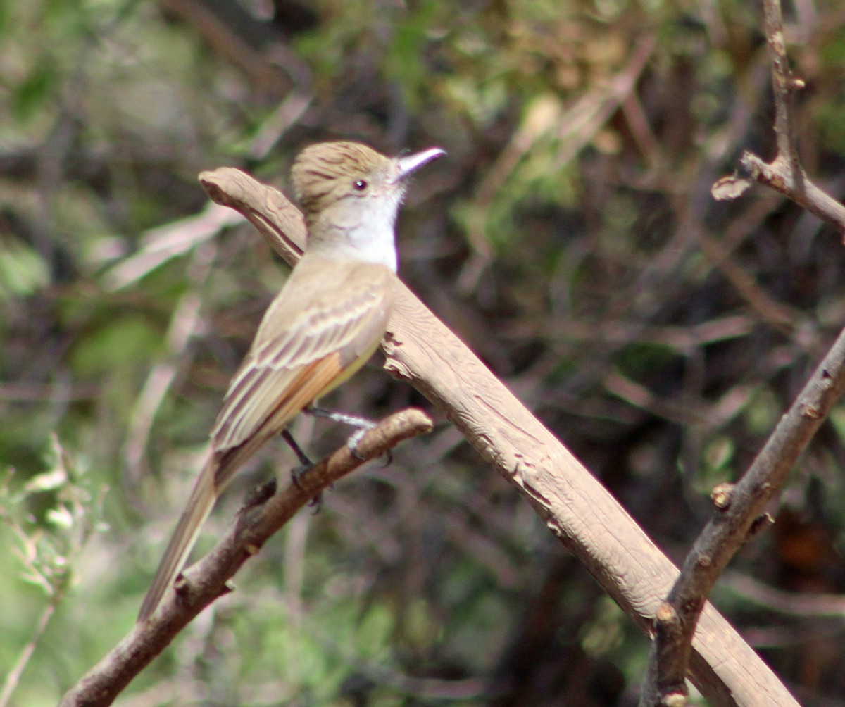 Dusky-capped Flycatcher (olivascens) - ML638174833