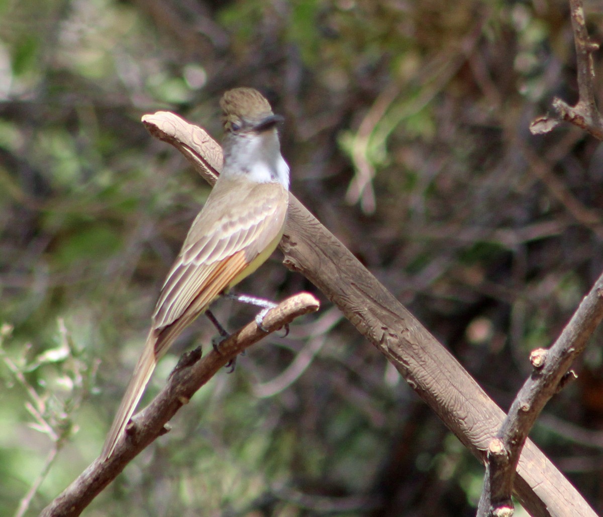 Dusky-capped Flycatcher (olivascens) - ML638174834
