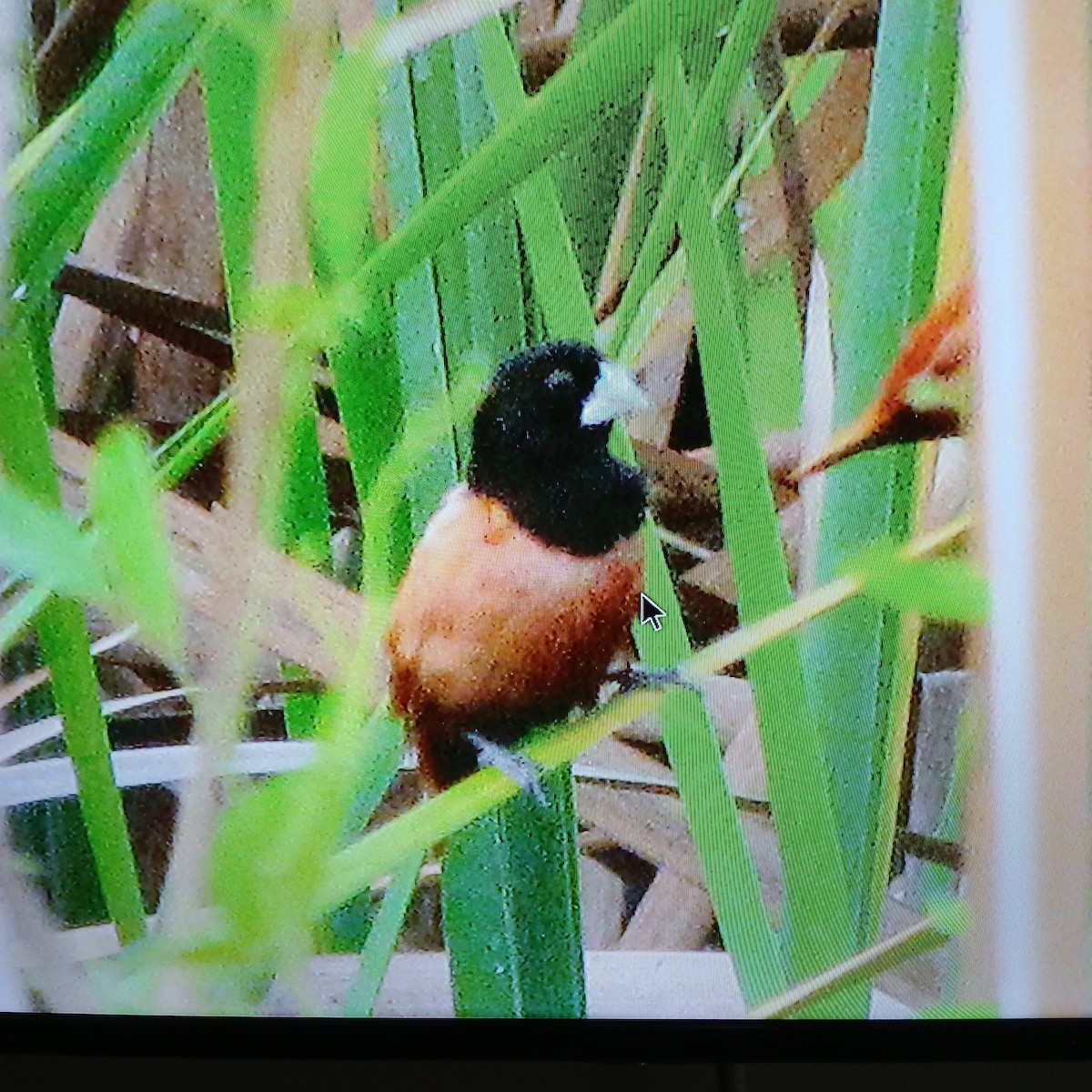 Chestnut Munia - ML638174837