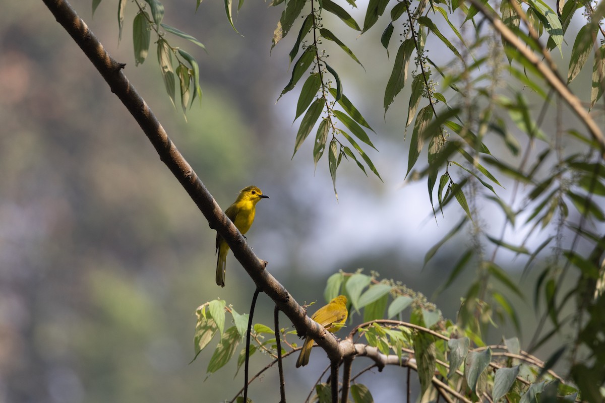 Yellow-browed Bulbul - ML638174865