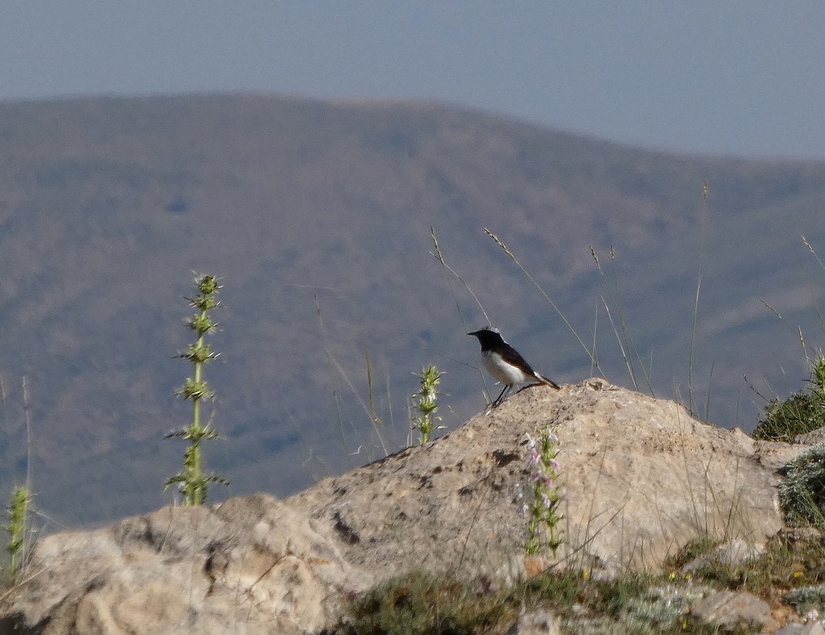 Finsch's Wheatear - ML638174866