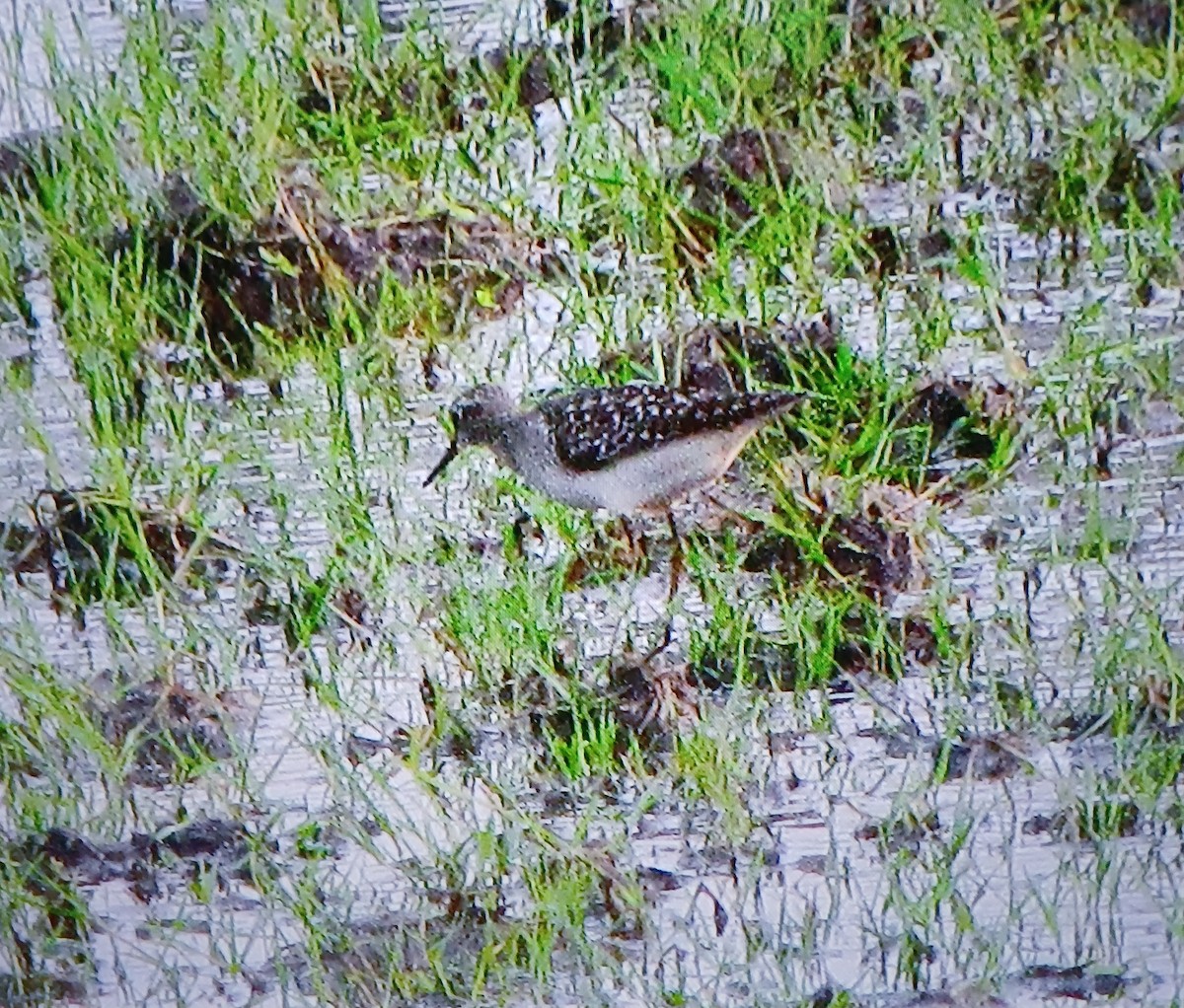 Wood Sandpiper - ML638174891