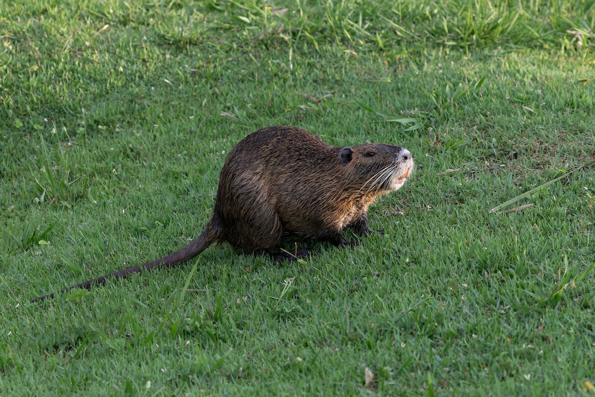 Coypu - ML638174895