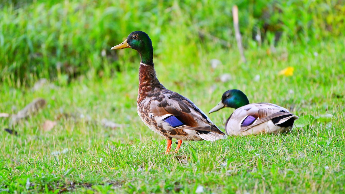 Canard colvert - ML638174906