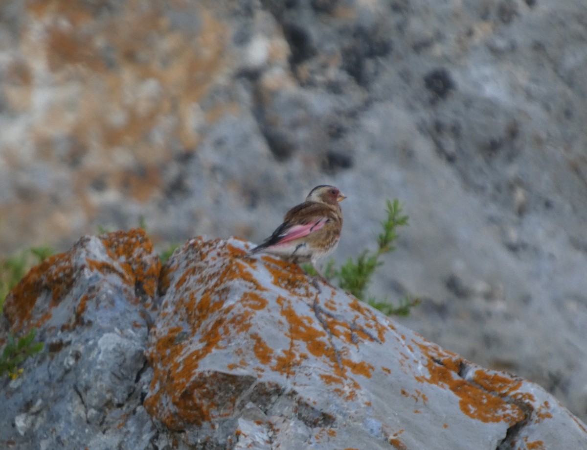 Crimson-winged Finch - ML638174918