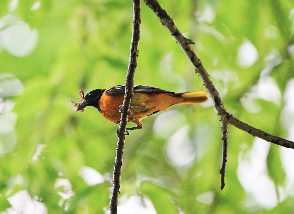 Oriole de Baltimore - ML638174937