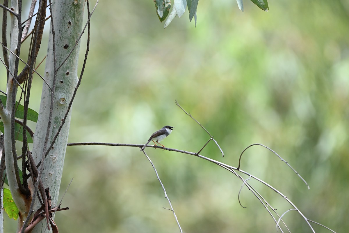 Gray-breasted Prinia - ML638174945