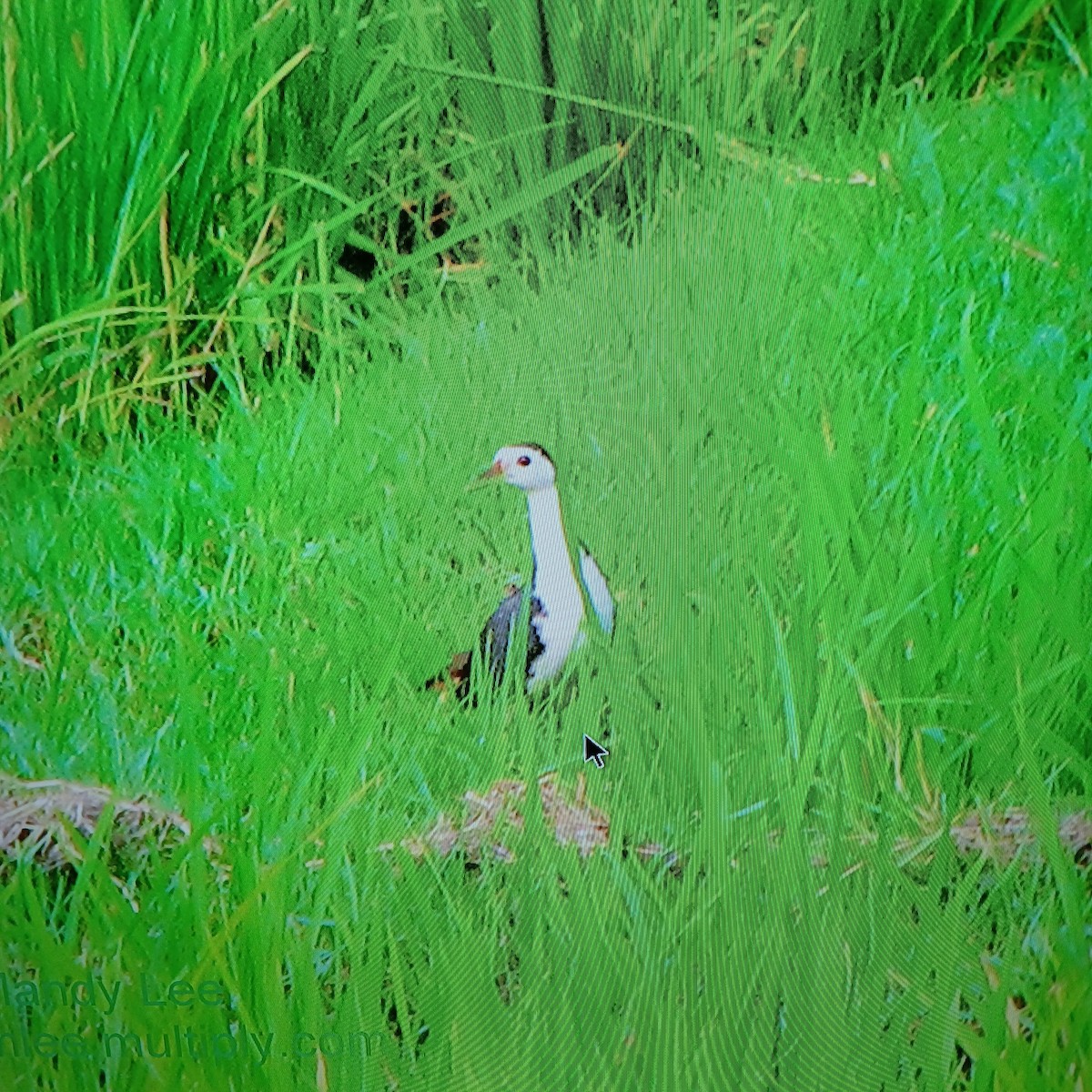 White-breasted Waterhen - ML638174948