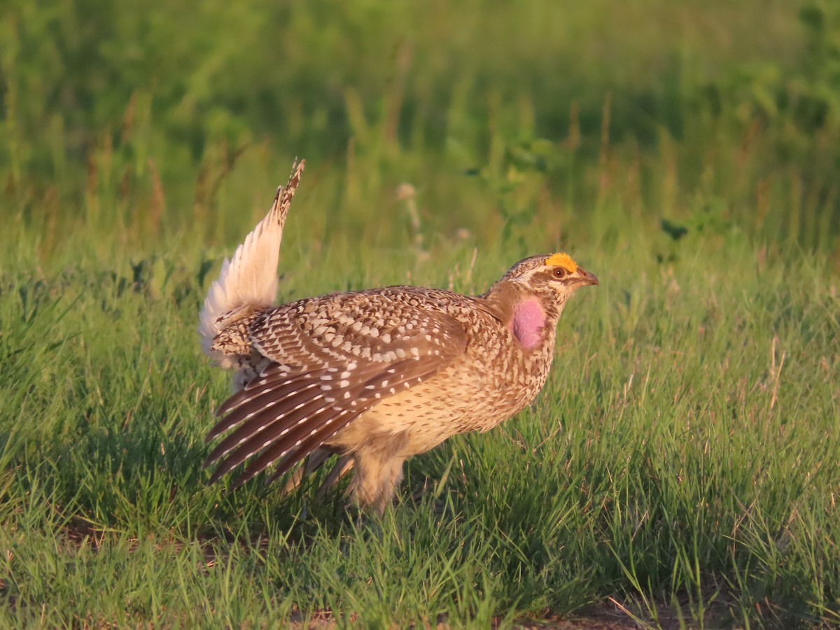 Sharp-tailed Grouse - ML638174949