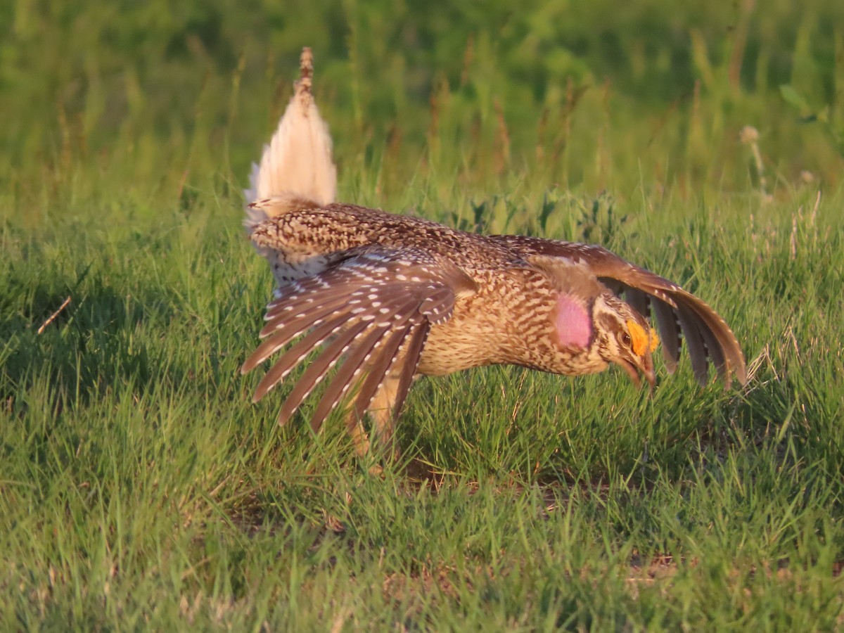 Sharp-tailed Grouse - ML638174952