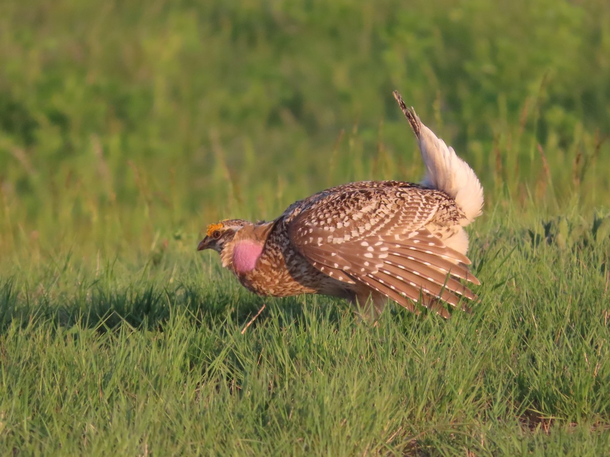 Sharp-tailed Grouse - ML638174953