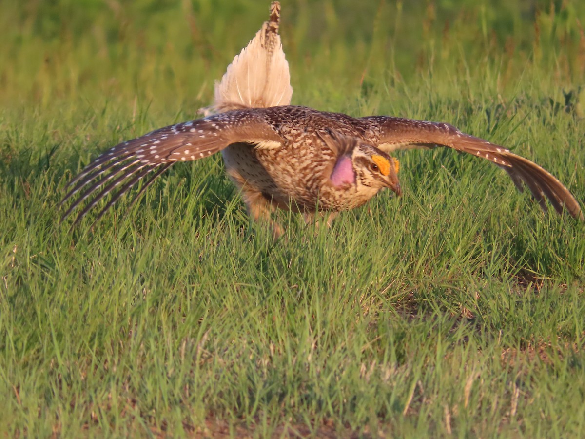 Sharp-tailed Grouse - ML638174954