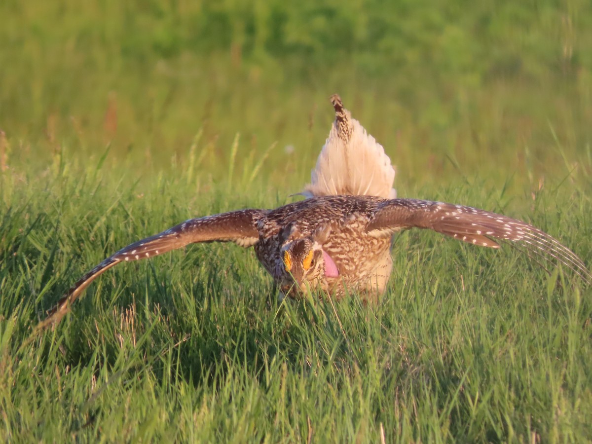 Sharp-tailed Grouse - ML638174956