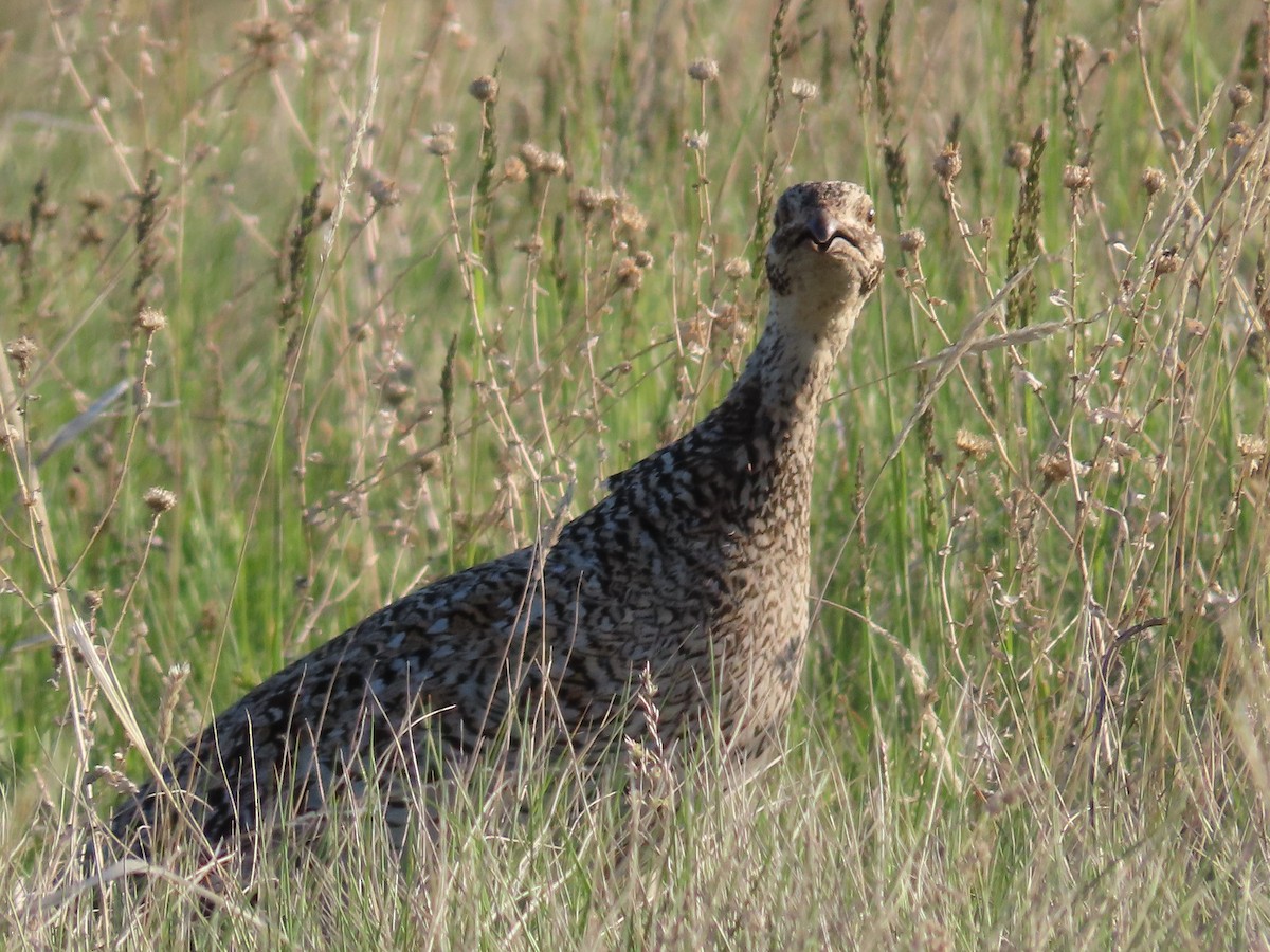 Sharp-tailed Grouse - ML638174957