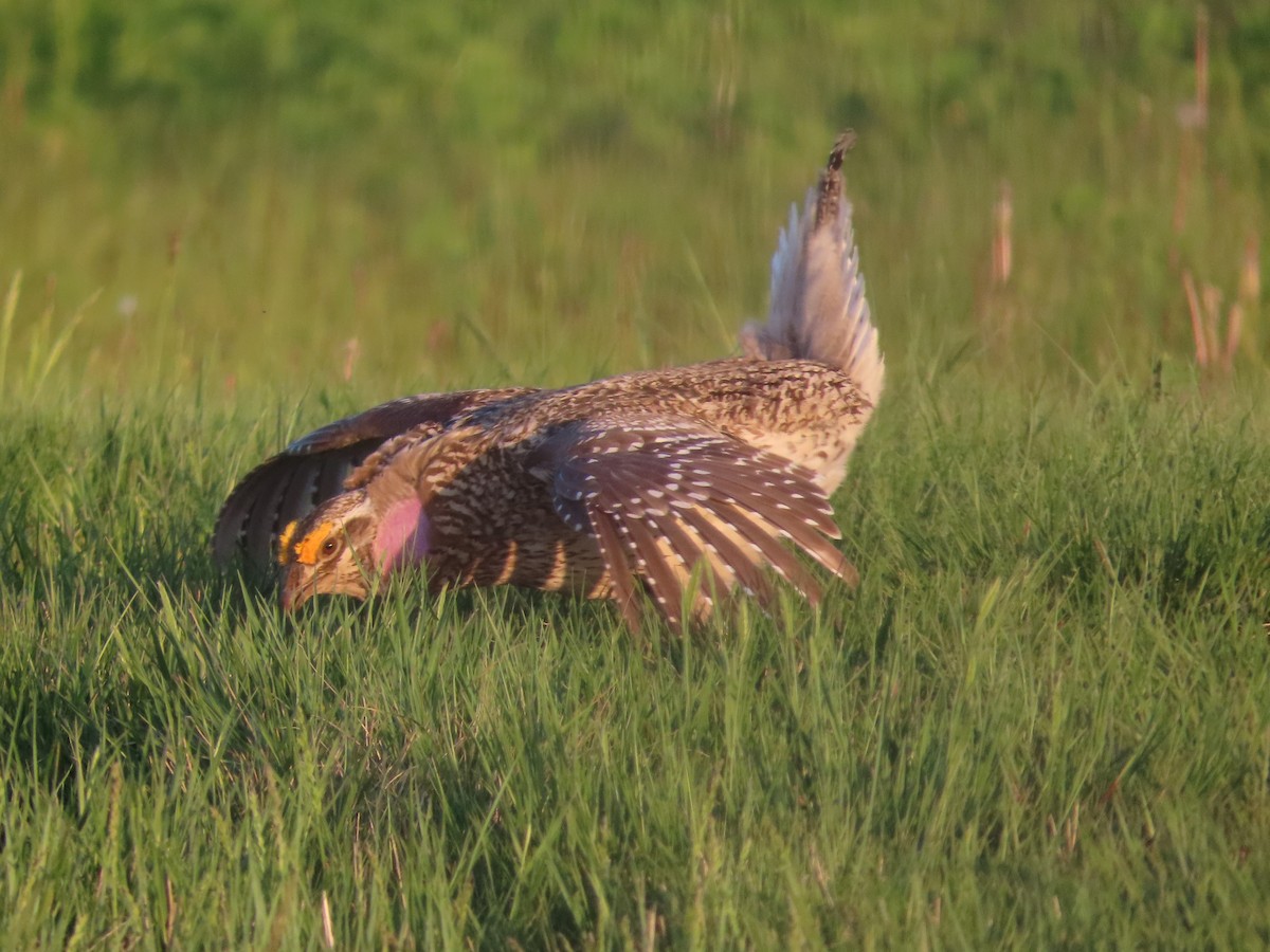 Sharp-tailed Grouse - ML638174958