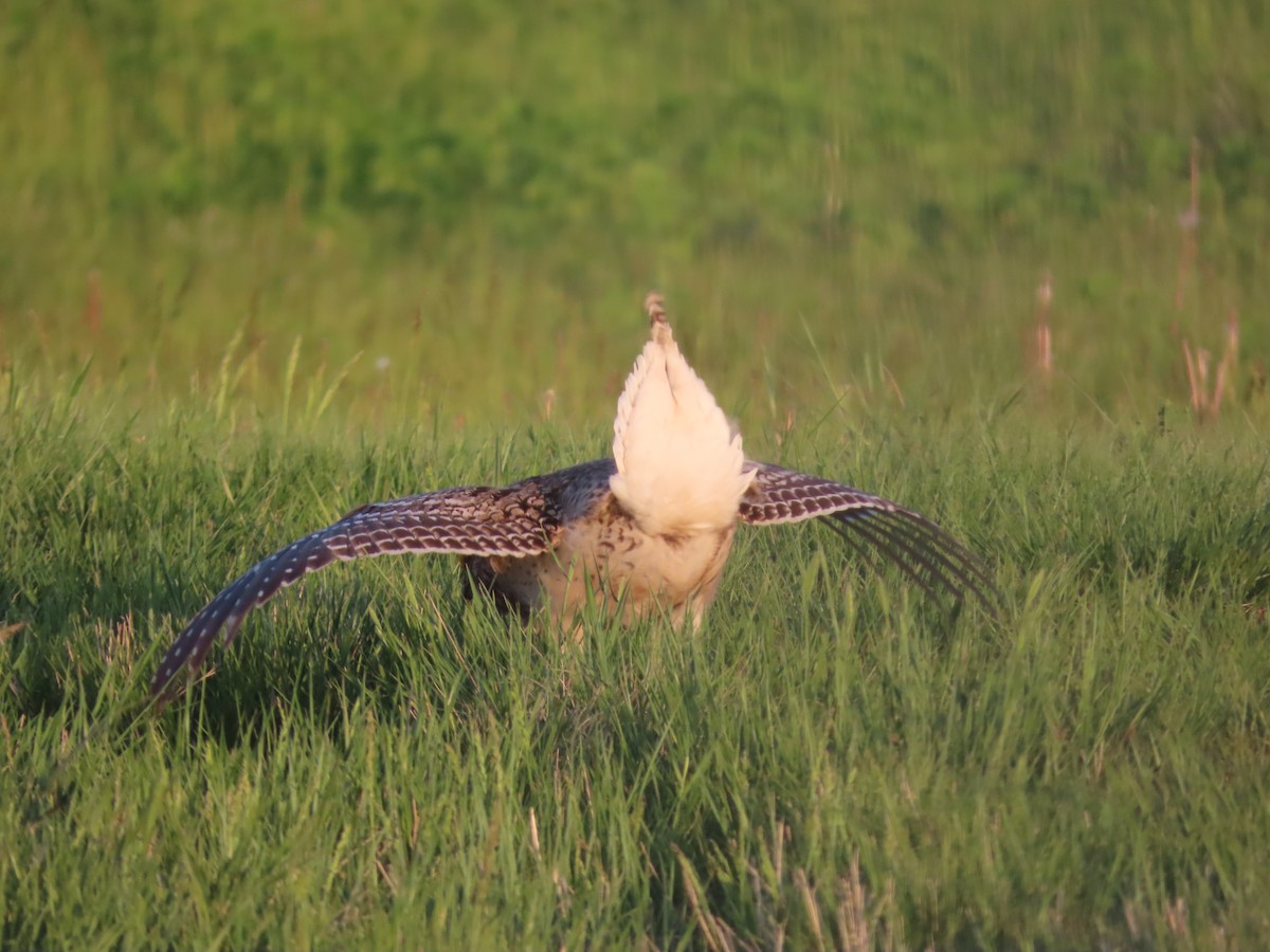Sharp-tailed Grouse - ML638174959