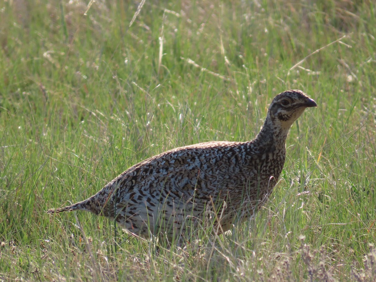Sharp-tailed Grouse - ML638174960