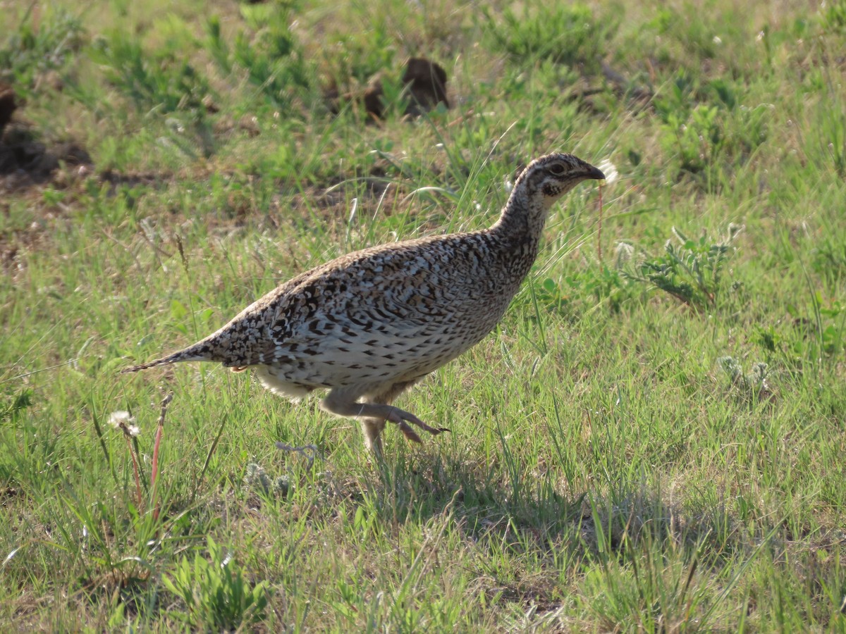Sharp-tailed Grouse - ML638174962
