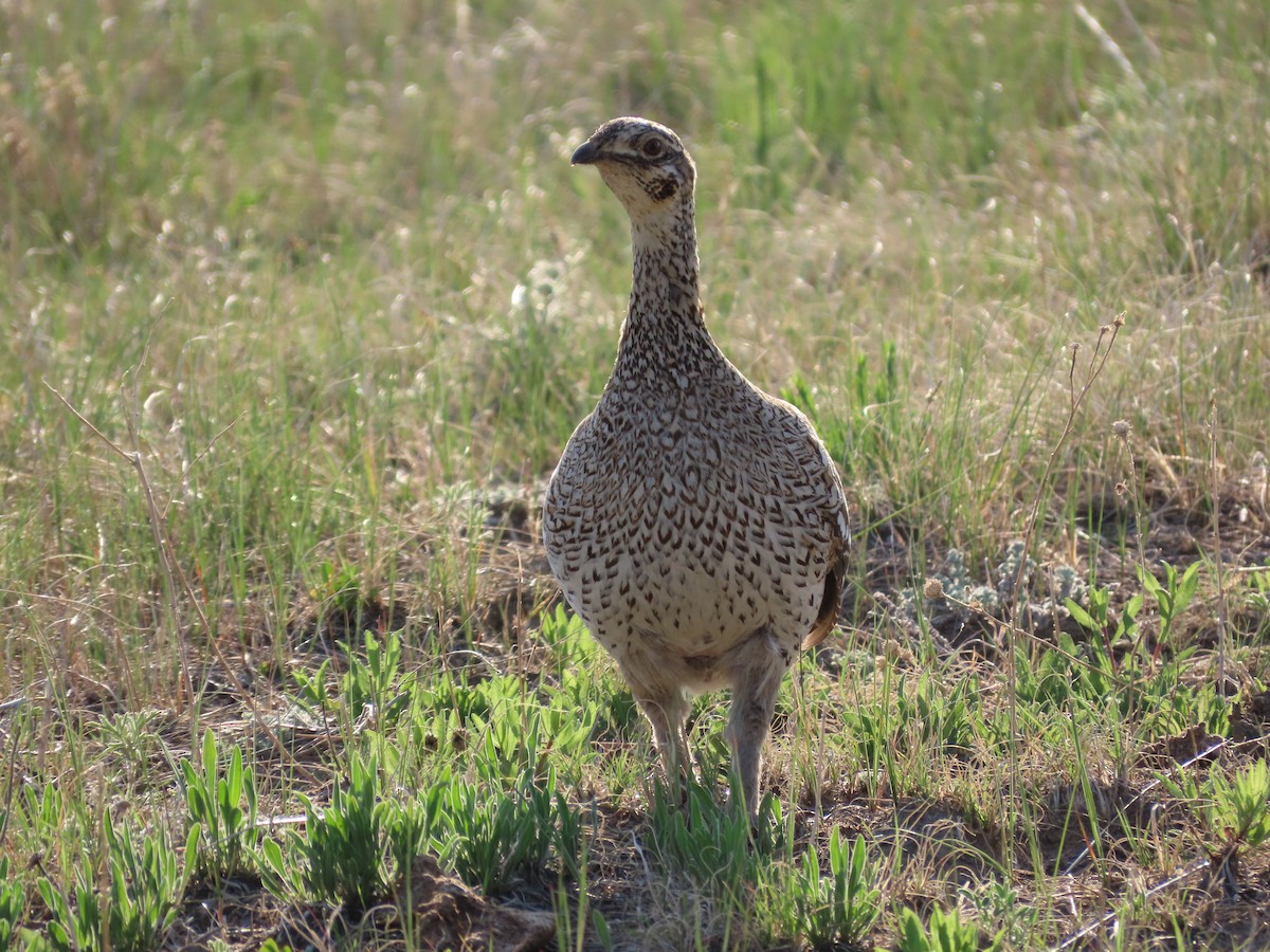 Sharp-tailed Grouse - ML638174963