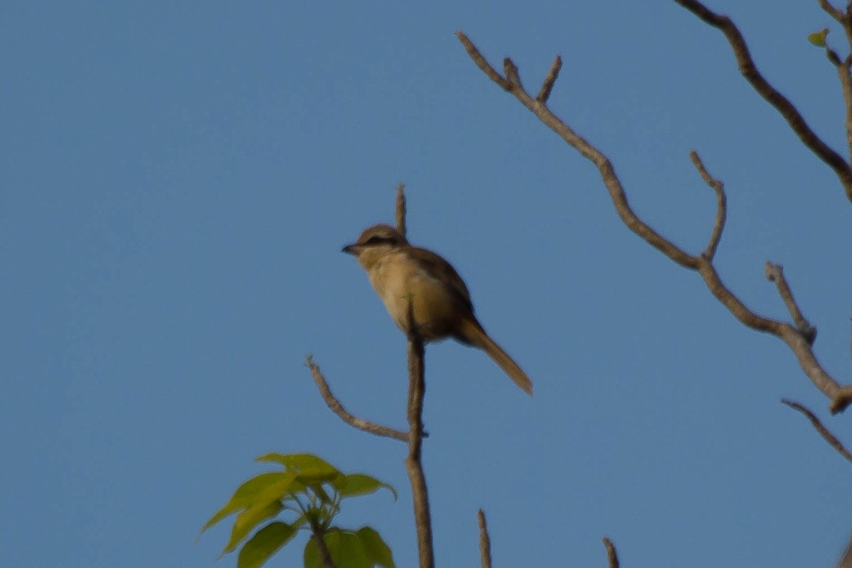 Brown Shrike - ML638174987