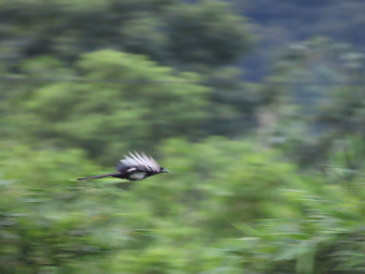 Oriental Magpie - ML638174988