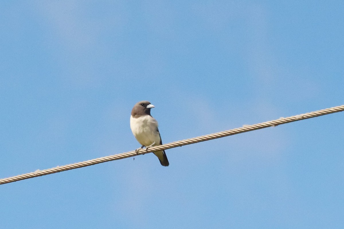 White-breasted Woodswallow - ML638174990