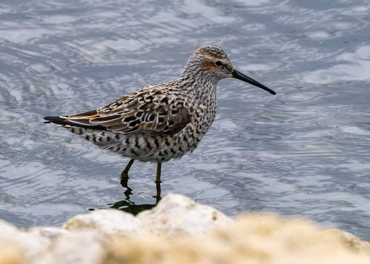Stilt Sandpiper - ML638174993