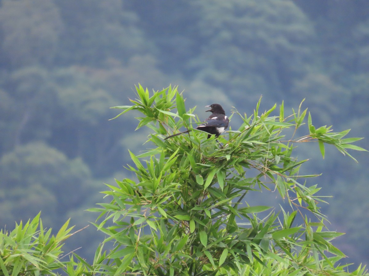 Oriental Magpie - ML638174994