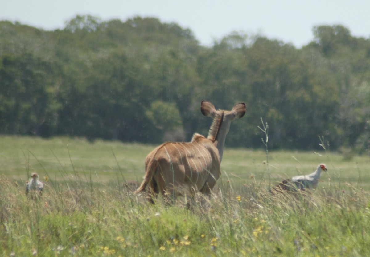 Secretarybird - ML638175028