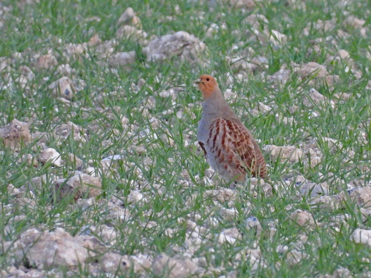 Gray Partridge - ML638175029